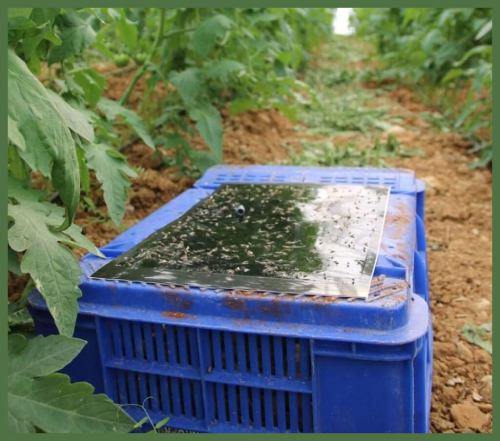 bioflorensagro-black-sticky-card-trap3