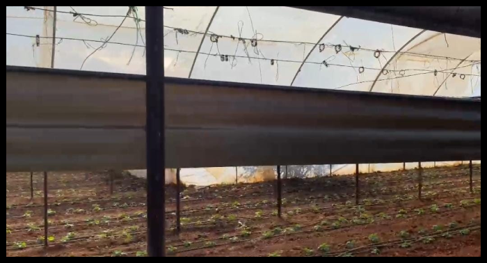 bioflorensagro-black-sticky-roll-trap-30cmx100m-3