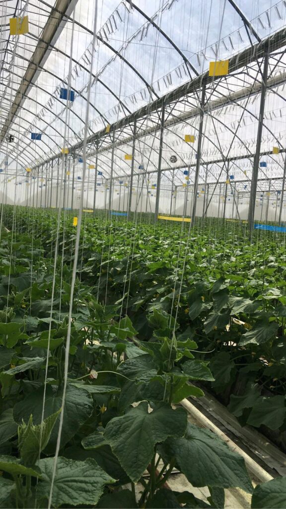 bioflorensagro-blue-sticky-roll-trap-15cmx100m-2