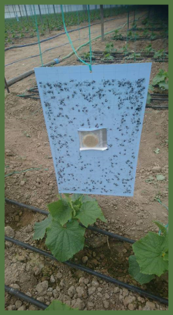 bioflorensagro-thrips-pheromone3