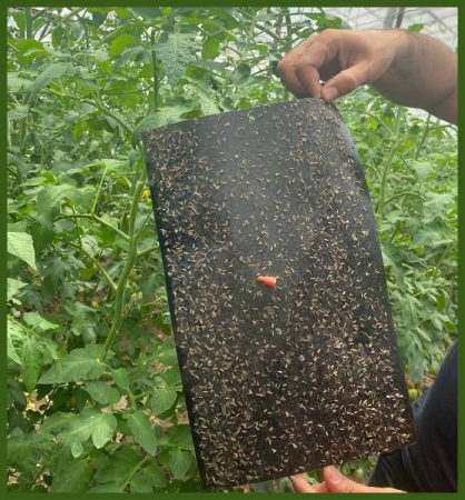 bioflorensagro-tuta-pheromone3