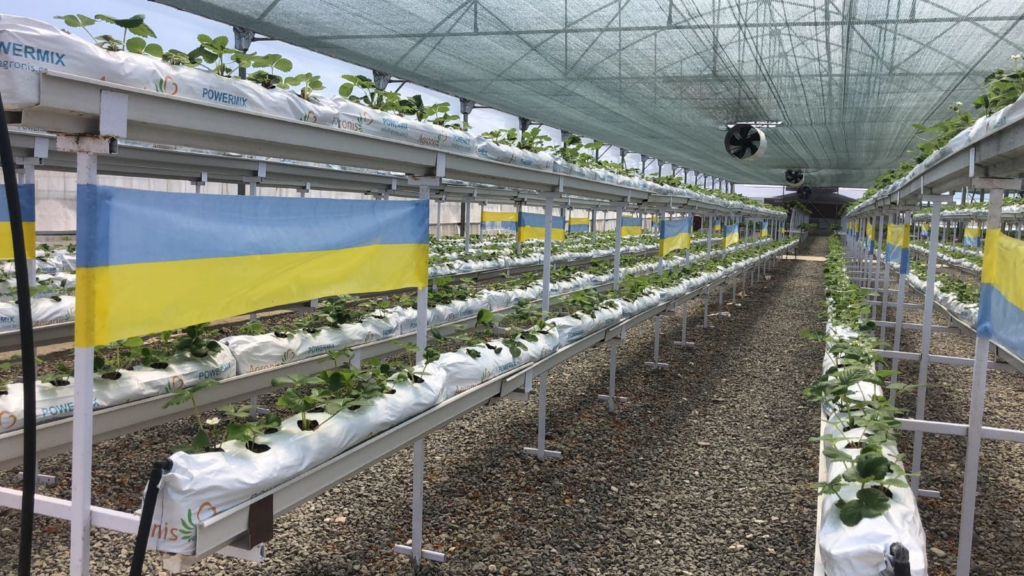 bioflorensagro-yellow-blue-roll-trap-30cmx100m-2