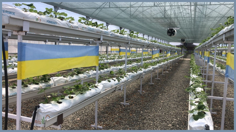 bioflorensagro-yellow-blue-roll-trap-30cmx100m-3