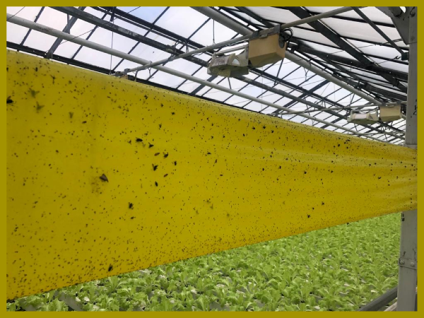 bioflorensagro-yellow-sticky-roll-trap-15cmx100m-3