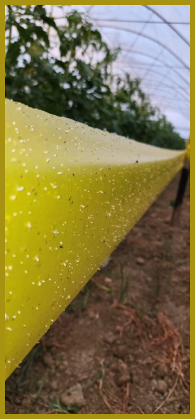 bioflorensagro-yellow-sticky-roll-trap-30cmx100m-3