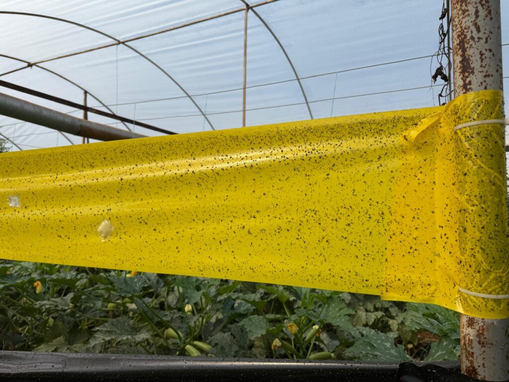 bioflorensagro 30cm 100m yellow roll trap